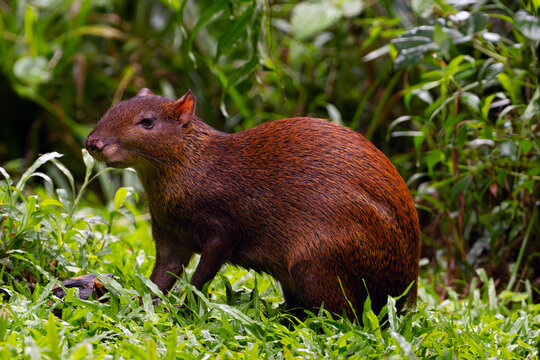 Central American agouti (Dasyprocta punctata), adult in the Central American rainforest. Large American rodent wildlife in green.