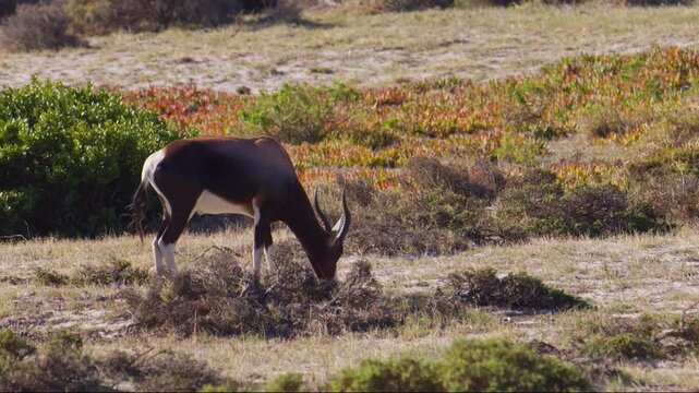 Profile view of endemic Bontebok grazing in windy Cape Point National Park