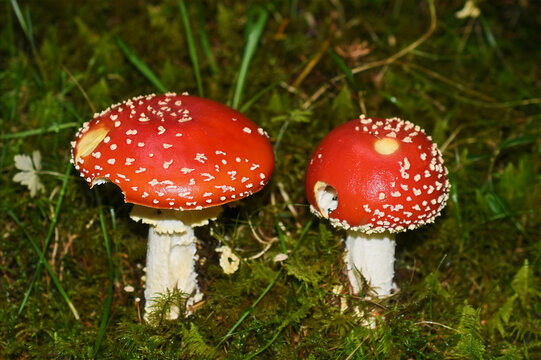 Red fly agaric Amanita muscaria on forest floor
