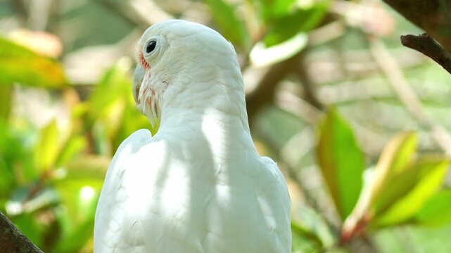 Close up shot of a Tanimbar corella (Cacatua goffiniana) perches on tree branch in its natural habitat.