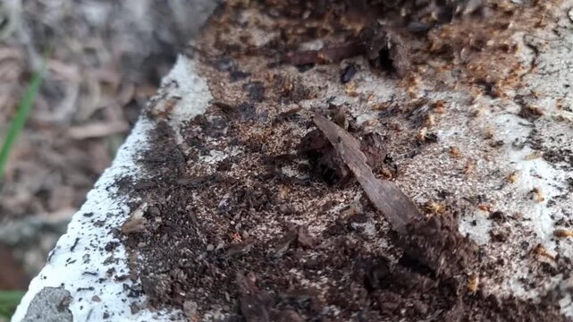 Nasute Termites in Queensland Australia