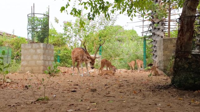 Herd Of Sri Lankan Axis Deer Grazing And Resting In Sandy Fenced Enclosure In Trincomalee, Sri Lanka. wide shot