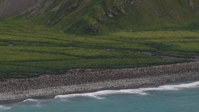 Drone video of South Georgia and the Sandwich Islands with a massive colony of king penguins on the beach