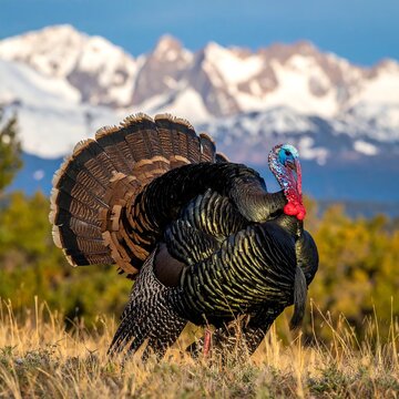 Wild Male Turkey Bird Iridescent Feathers And Fanned Tail In A Sunny Field With Snow Capped Mountains In The Background