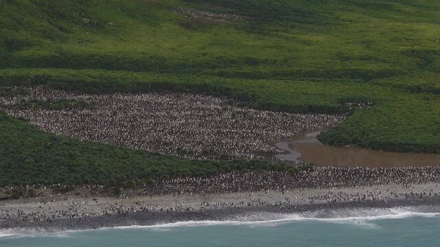 Drone video of South Georgia and the Sandwich Islands with a massive colony of king penguins on the beach