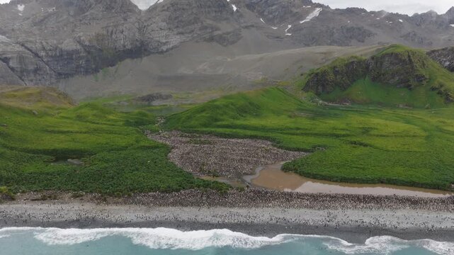Drone video of South Georgia and the Sandwich Islands with a massive colony of king penguins on the beach