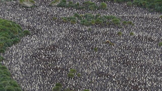 Drone video of South Georgia and the Sandwich Islands with a massive colony of king penguins on the beach