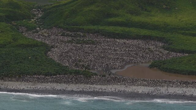 Drone video of South Georgia and the Sandwich Islands with a massive colony of king penguins on the beach
