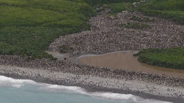 Drone video of South Georgia and the Sandwich Islands with a massive colony of king penguins on the beach