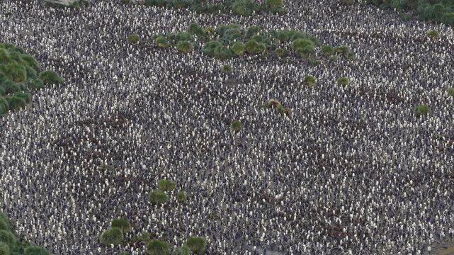 Drone video of South Georgia and the Sandwich Islands with a massive colony of king penguins on the beach