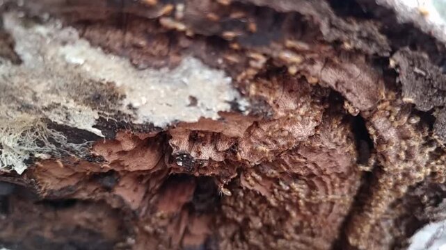 Nasute Termites in Queensland Australia