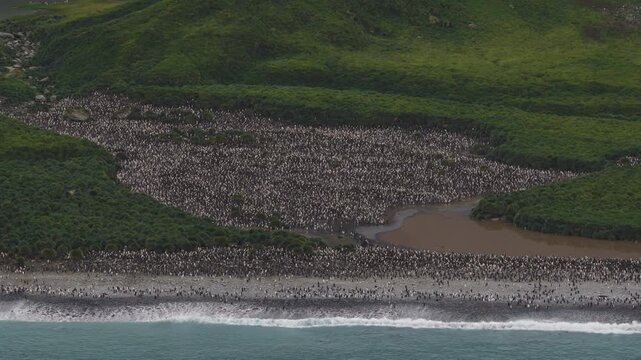 Drone video of South Georgia and the Sandwich Islands with a massive colony of king penguins on the beach