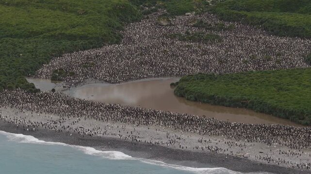 Drone video of South Georgia and the Sandwich Islands with a massive colony of king penguins on the beach