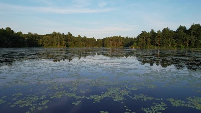 Low angle drone FPV view of swamp water and green pine trees at Harold Parker State Forest, Massachusetts, USA
