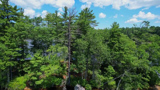 Drone flyover shot of a small island with pine trees and lake at Harold Parker State Forest, Massachusetts, USA