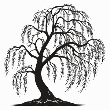 Weeping willow tree silhouette drooping branches cascading