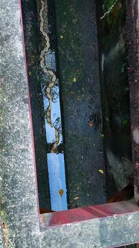 Vertical - Long Reticulated Python Crawling In Narrow Concrete Gutter With Shallow Water. overhead shot