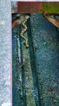 Reticulated Python With Yellow Head Crawling In Shallow Water Through Narrow Concrete Drain. high angle, vertical shot
