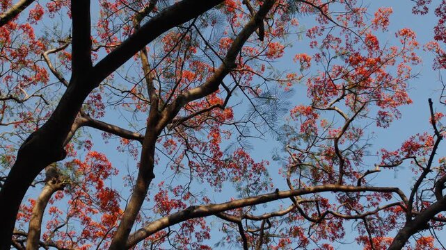 Low Angle View Looking Up at Dense Royal Poinciana Flame Tree Red Flower Canopy Against Vivid Blue Sky