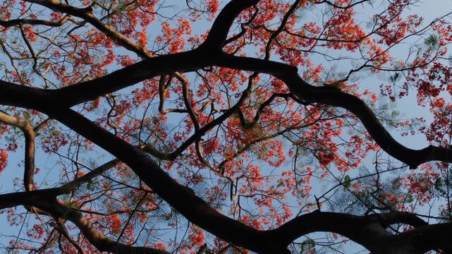 Gnarled Dark Trunk and Spreading Branches of Royal Poinciana Flame Tree with Red Flowers Against Light Sky