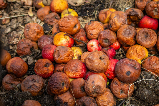 A heap of rotten apples lies on soil showing wrinkles spots and collapse. The image illustrates natural decay and composting as fruit breaks down outdoors supporting garden ecology and waste recovery.