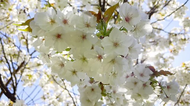 Close up of white cherry blossoms swaying in the wind with bright sunlight and lens flare. Beautiful spring background with blooming white flowers and sun rays through the branches. Slow motion video 