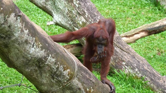 A young Orangutan feeds on food, close up shot