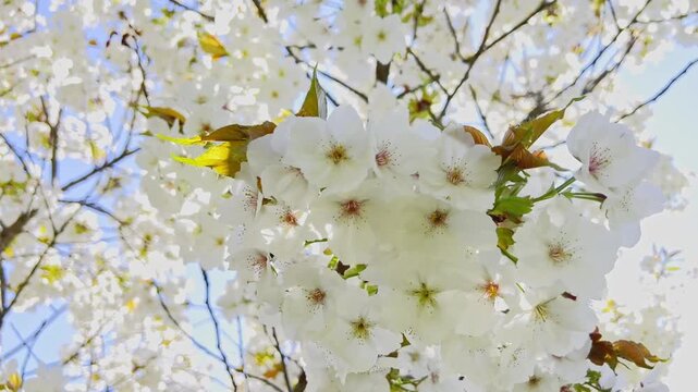Close up of white cherry blossoms swaying in the wind with bright sunlight and lens flare. Beautiful spring background with blooming white flowers and sun rays through the branches. Slow motion video 