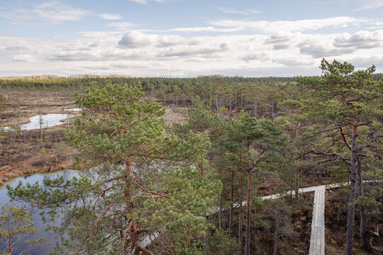 Swamp scenery in Pilka Niedraju nature park in Pale in Latvia in April