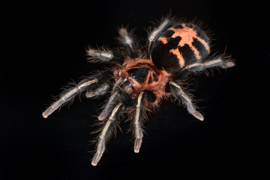 Closeup picture of the Venezuelan Dwarf Tiger Tarantula Cyriocosmus leetzi (Araneae: Theraphosidae), photographed on black background.