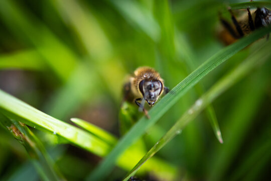 Front facing bee peers over a bright blade of grass with focused eyes. Selective focus and vivid greens highlight the small world of pollinators and the importance of their work