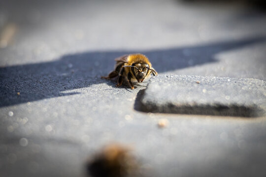 Front view macro of a honey bee standing on a matte surface with soft blur in the distance its eyes and antennae sharply defined while bright sunlight sculpts the tiny explorer