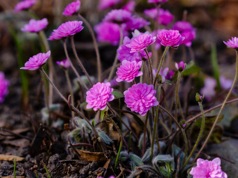 Hepatica nobilis 'Rubra Plena' is a double&mdash;leaf form of the noble liverwort (Hepatica nobilis)