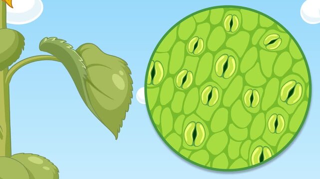 Educational animation of sunflower plant structure and stomata function in leaf during day and night.