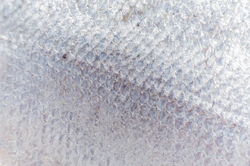 Shimmering fish scale texture glistening under soft light revealing nature's intricate details © Maksim Shebeko