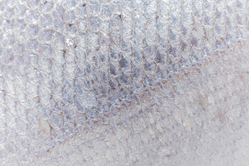 Glistening fish scales reflecting light in a close-up view, showcasing nature’s intricate details © Maksim Shebeko