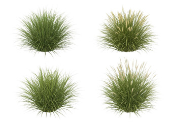Obraz premium Four ornamental grass clusters in varying shades of green and beige png isolated on transparent background
