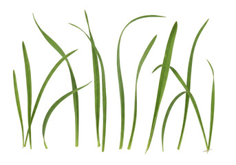 Fototapeta premium Close-up view of green grass blades with morning dew isolated on transparent background