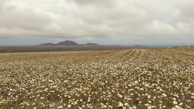 Campo de margaritas movi&eacute;ndose con el viento en paisaje volc&aacute;nico de Lanzarote