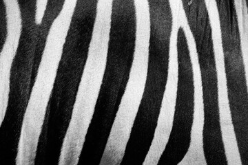 texture of wild zebra skin © anankkml