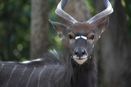 Close-up portrait of a male Nyala (Tragelaphus angasii)  looking at the camera in a zoo environment