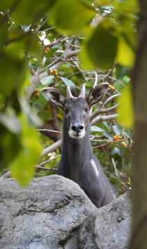 Serow resting on a rock with green leaves in the foreground