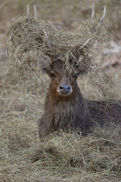 Majestic Rusa deer stag with dry grass on antlers during rutting season