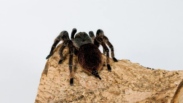 Close up slow motion footage of tarantula spider on natural wood surface.