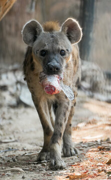 potted hyena carrying a piece of raw meat in its mouth