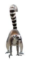 Fototapeta premium Ring-tailed lemur