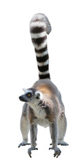 Fototapeta premium Ring-tailed lemur