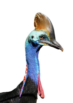 Close-up portrait of a Southern cassowary