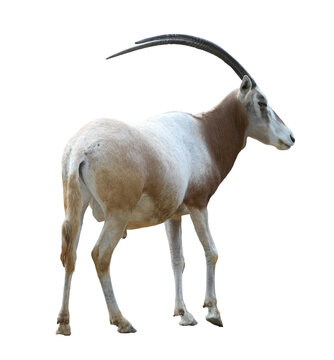 Scimitar-horned oryx (Oryx dammah) standing isolated