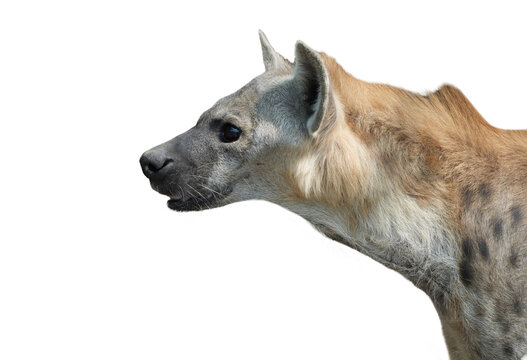 Spotted hyena  looking away , side view